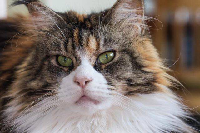 Quando Smette Di Crescere Un Gatto