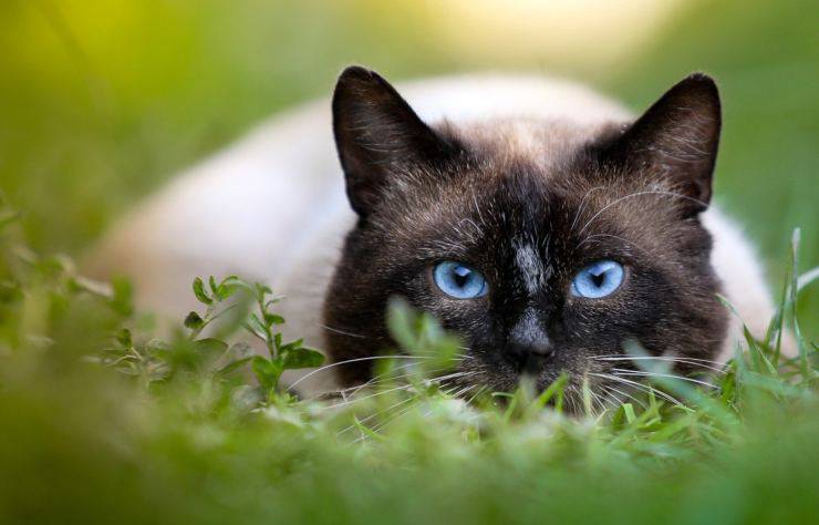 Come riconoscere la razza di un gatto