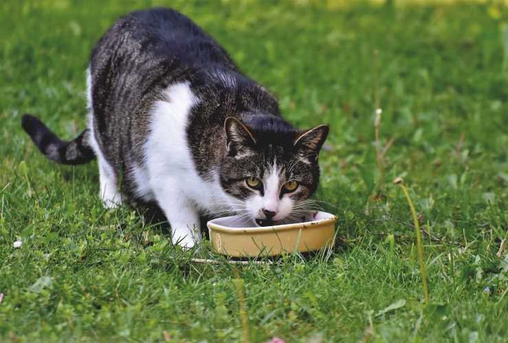 Gatto e la verdura