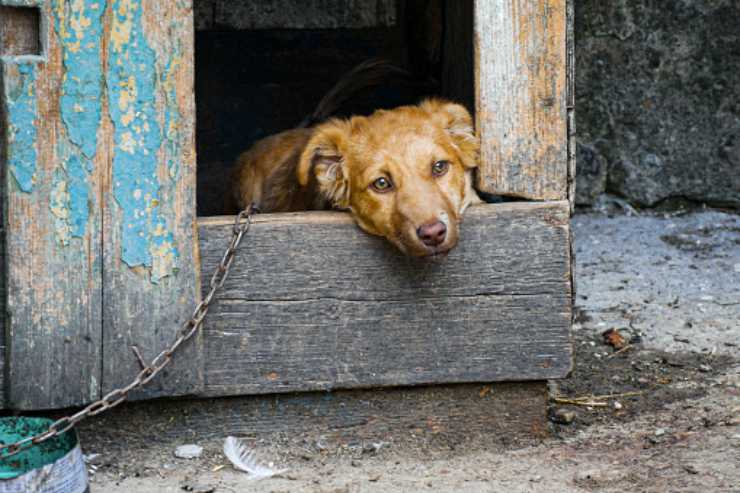 pitbull abbandonato incatenato discarica