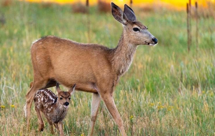 cervo e madre