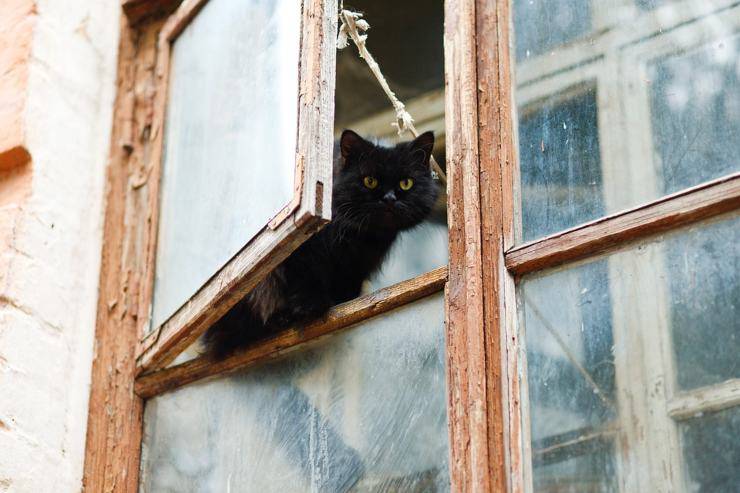 gatto finestra cadere sindrome grattacielo
