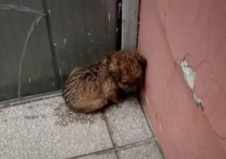 cagnolina attaccata corvi randagia