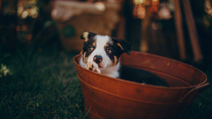 cucciolo di cane si isola