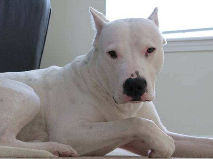 cane dogo argentino cura pelo lavare pulire toelettatura bagnetto