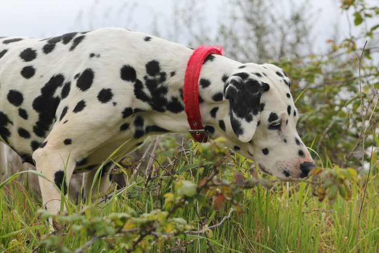 Épices adaptées aux chiens