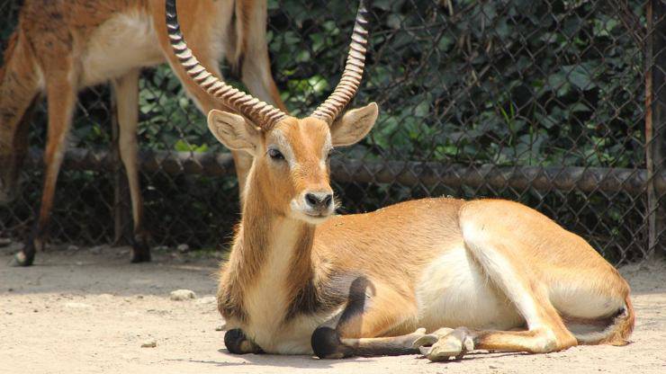 cervo animali corna più lunghe