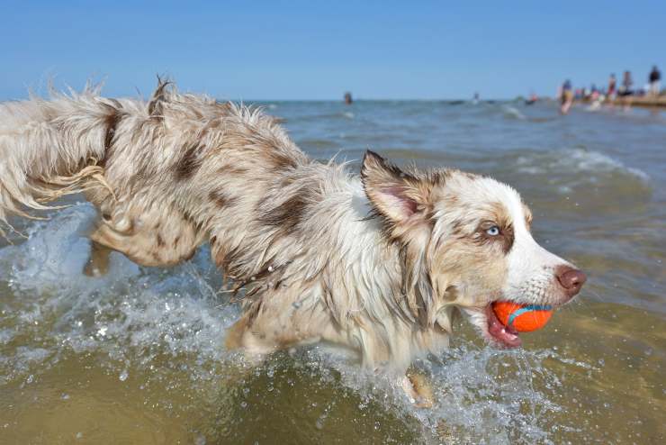 australian sheperd