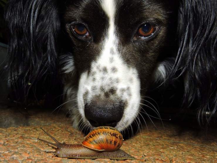 Le chien mange des escargots