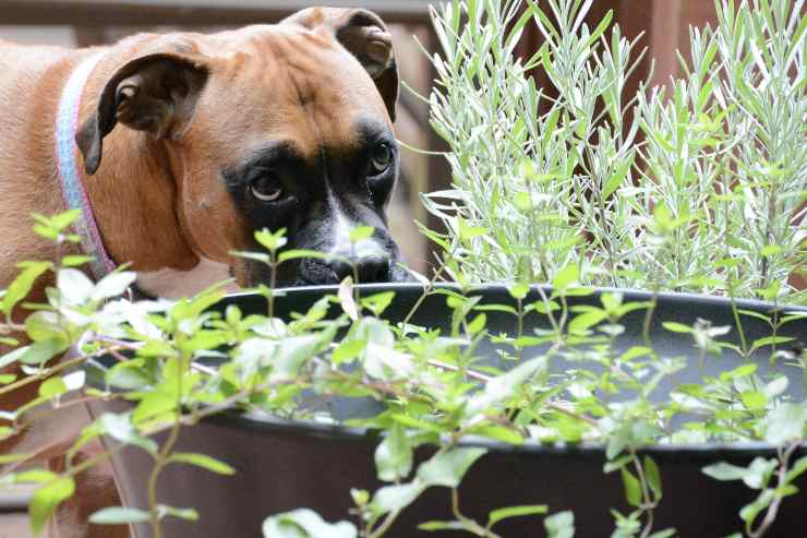 Le piante buone per il cane