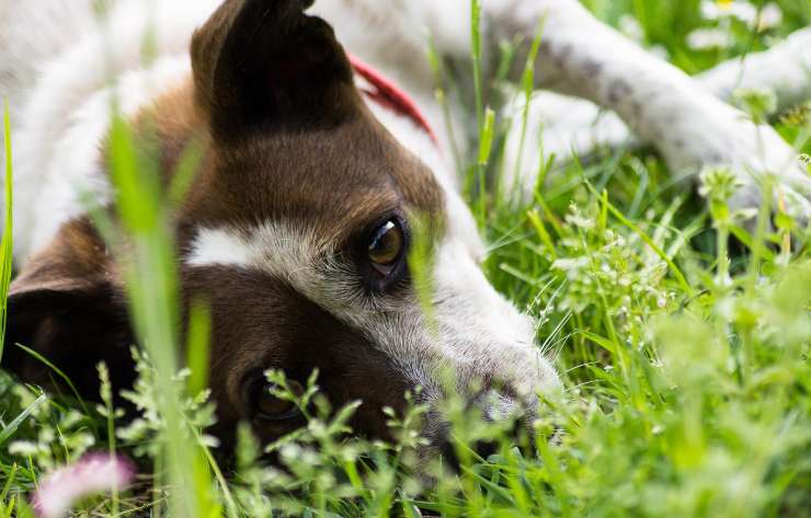 Il cane e le piante