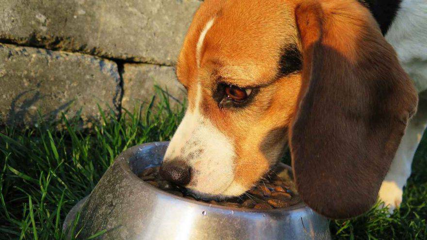 cane mangia i croccantini (Foto Pixabay)