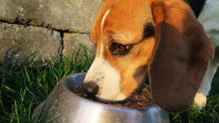 Cane mangia il cibo (Foto Pixabay)