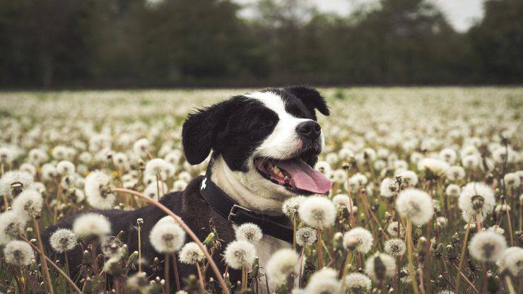 Cane in un prato