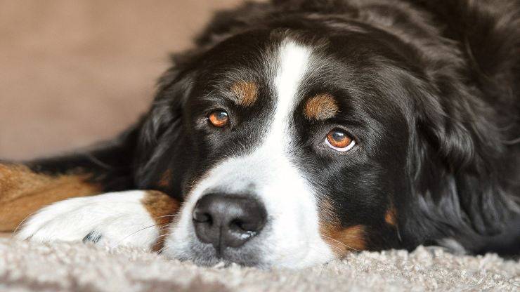 Gravidanza indesiderata nel cane