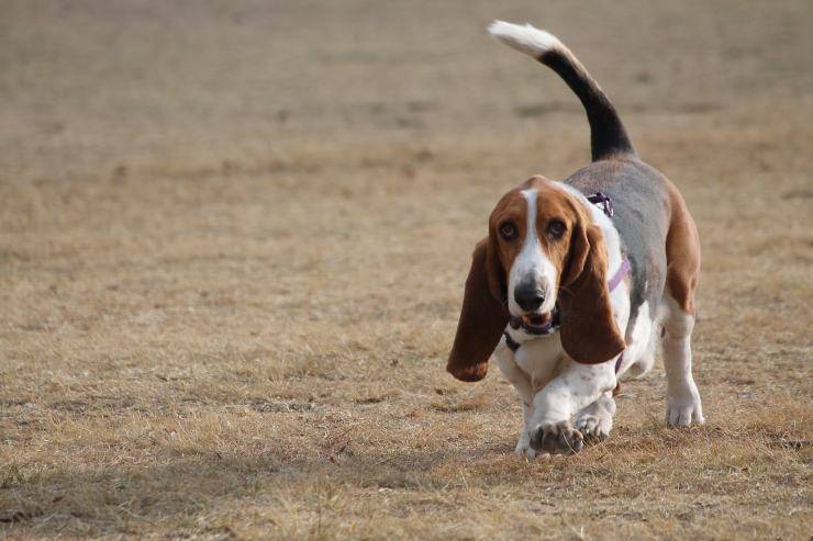 Razze di cani con le zampe forti: Basset Hound