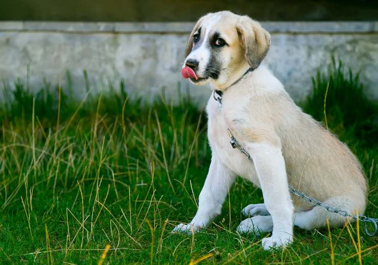 Riflessi condizionati del cane: salivazione