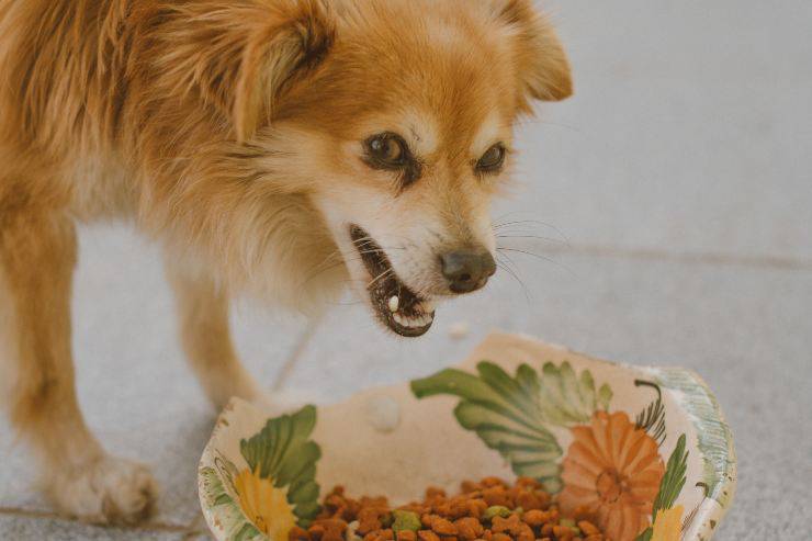 Il cane e gli edamame