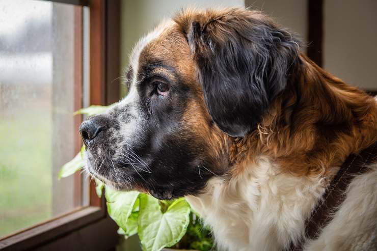 Le chien et les épices