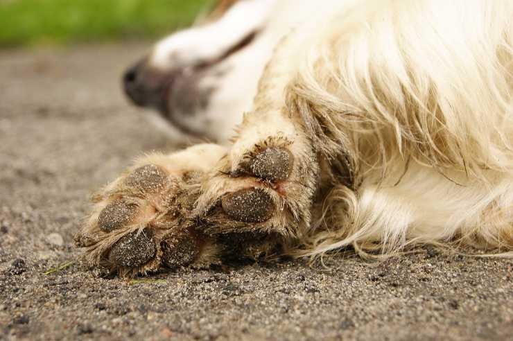 Le razze di cani con le zampe più forti