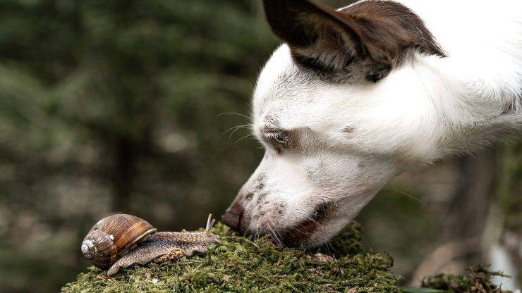 Le chien mange des escargots