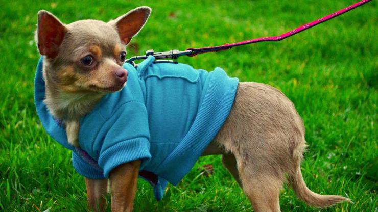 chihuahua cane guinzaglio cura pelo toelettatura bagnetto