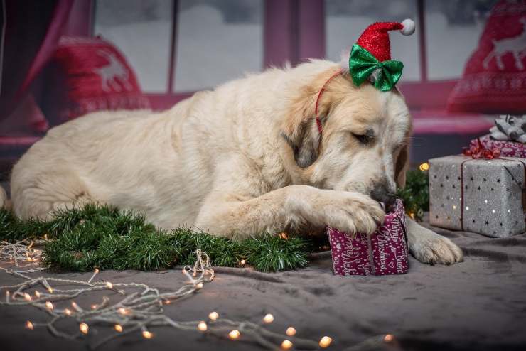 Fido scarta i regali di Natale