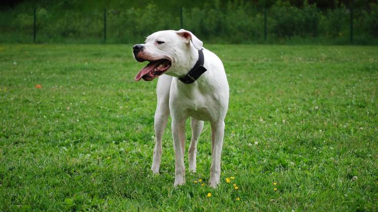 cane dogo argentino malattie predisposizioni salute