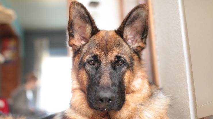 cane perde pelo perdita pastore tedesco rimedi naturali