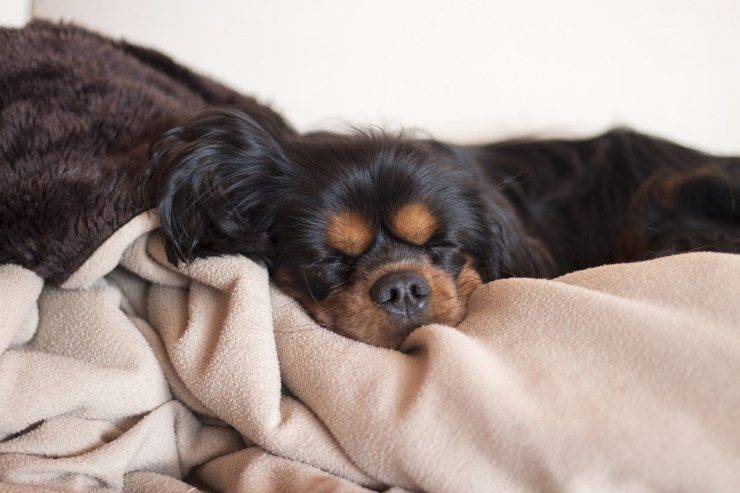 cane dormire dorme gira su sè stesso