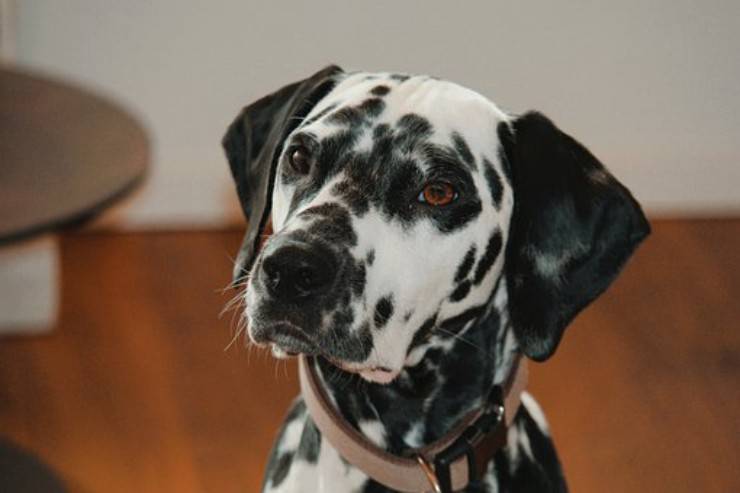 cane dalmata cani sordi da un solo orecchio