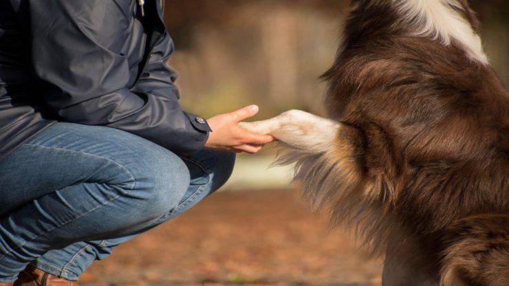 australian sheperd