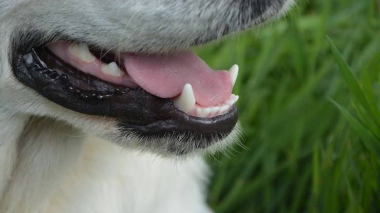 pulizia denti cane pulire lavare costi risultati