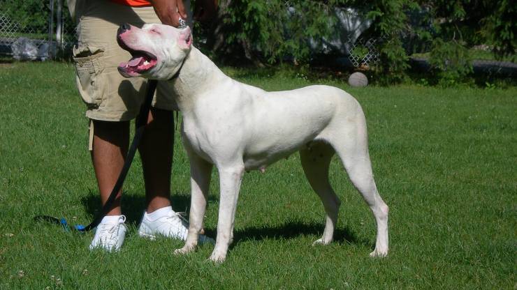 cane dogo argentino adottare padrone ideale