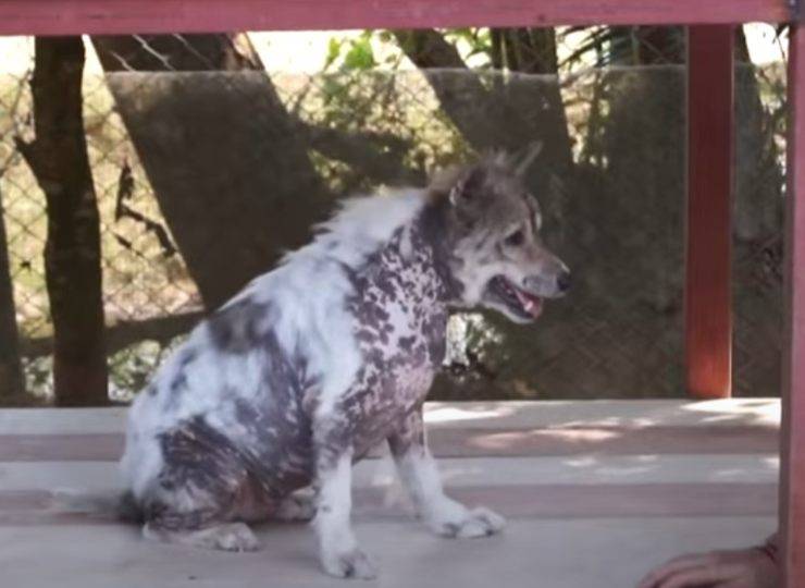 cane casa quattro anni