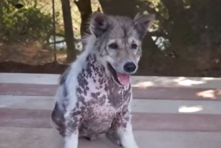 cane casa quattro anni