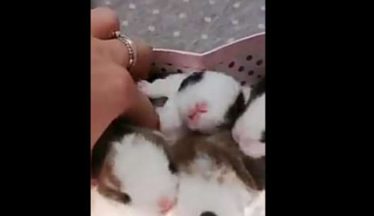 Coniglietti nella cesta (foto video)