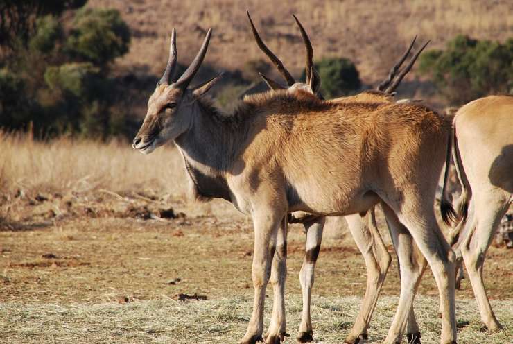 antilope eland