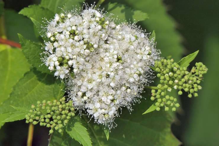 Fiori di Bush