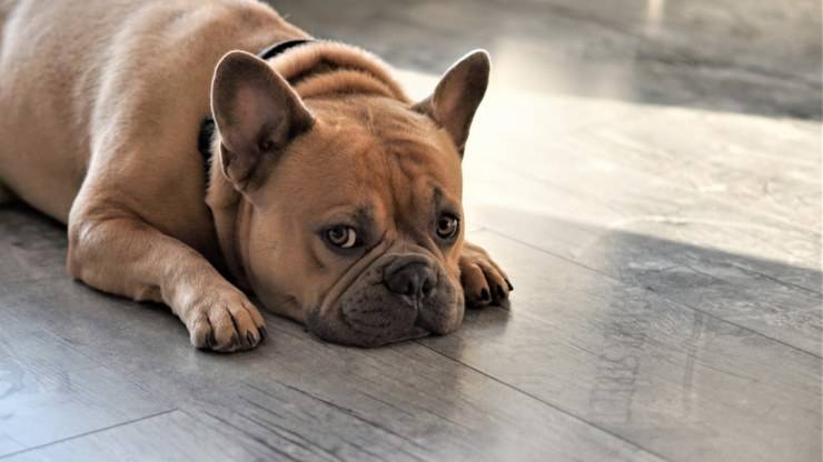 bulldog francese malattie comuni salute