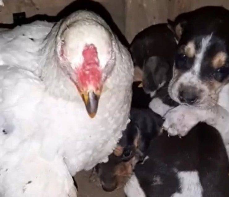 gallina adottato due cuccioli cane