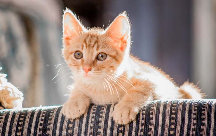 I tessuti che il gatto non graffia: quali sono e perché Micio non li graffia