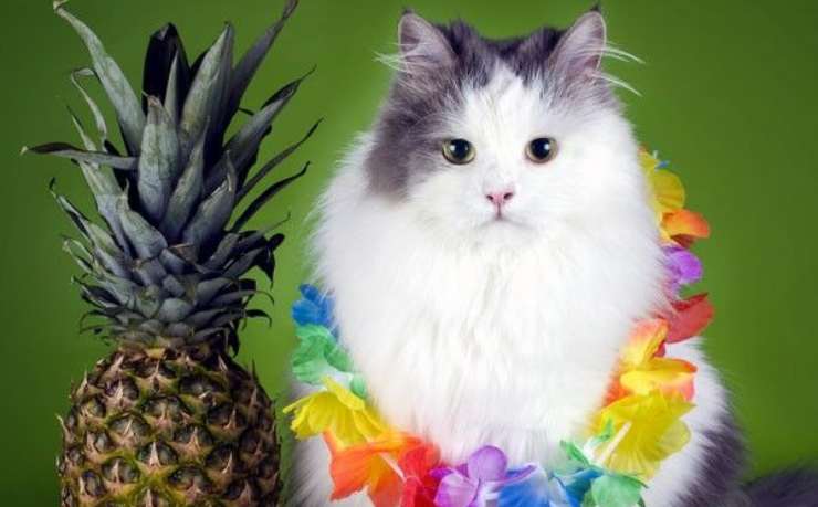 gatto benefici ananas