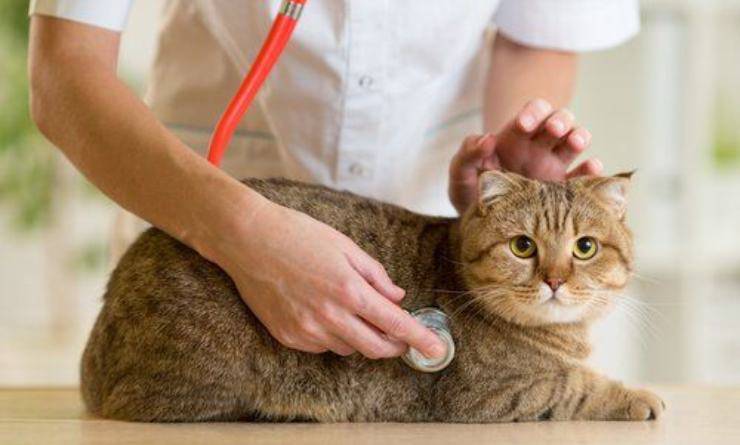 gatto dal medico