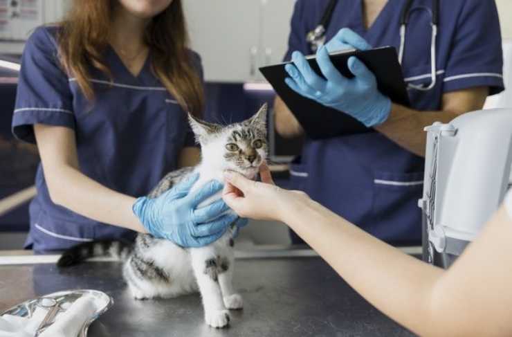 gatto dal veterinario