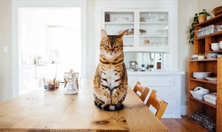 il gatto ha mangiato la crema