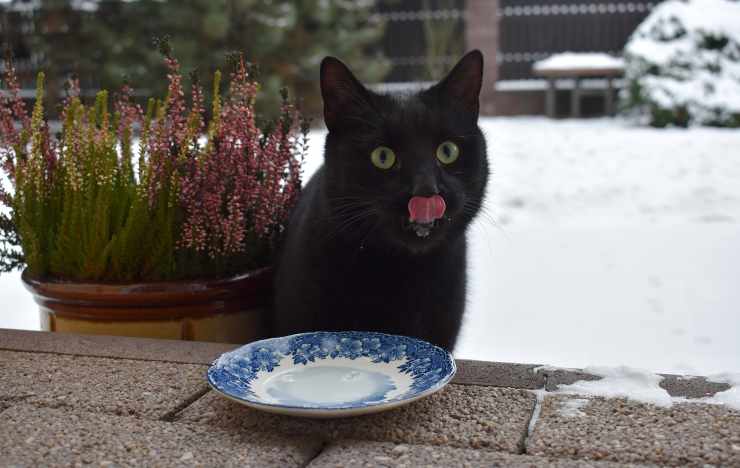 gatto mangia avanzi