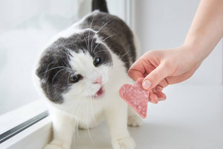 gatto mangia salame