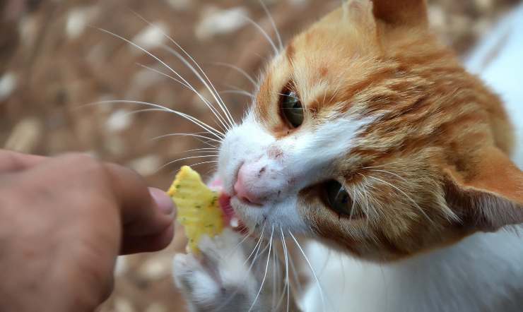 gatto mangia patatina fritta