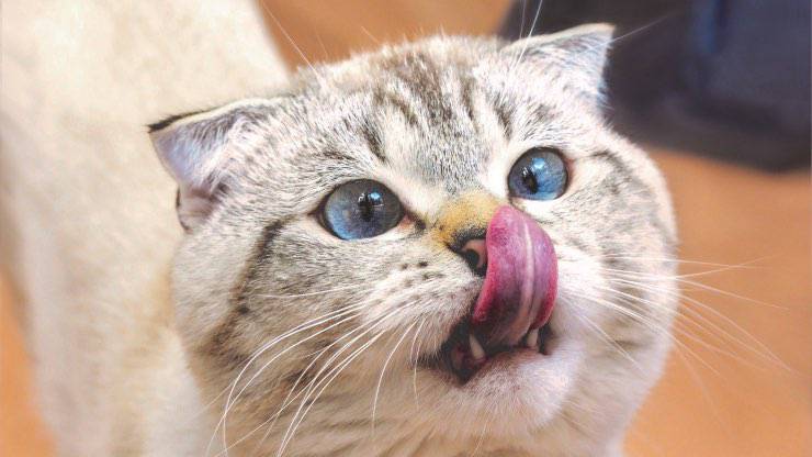 Il gatto può mangiare le polpette al pomodoro?